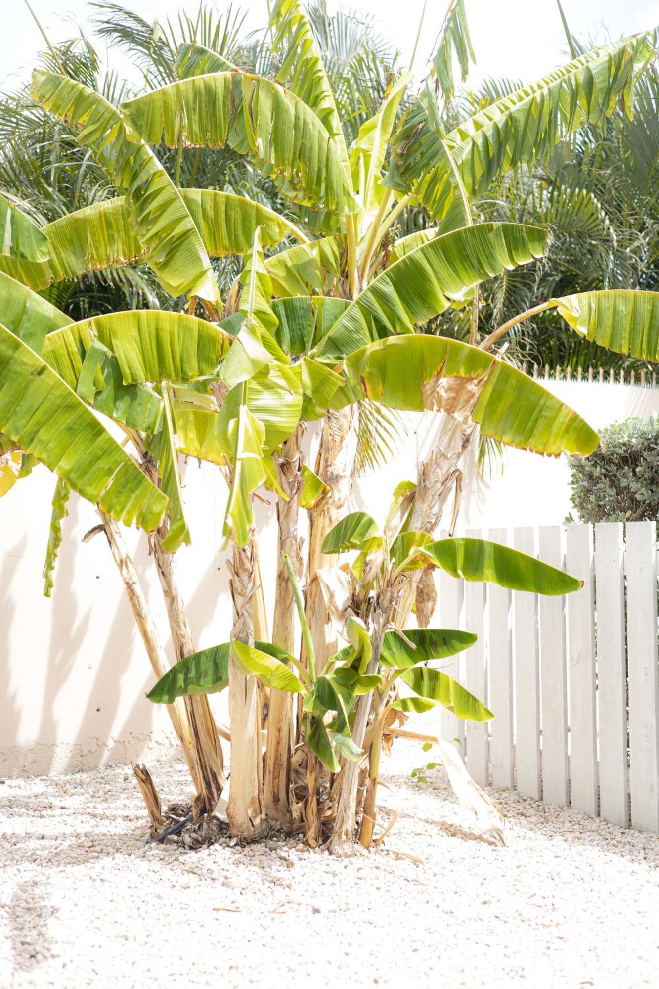 Dushi Townhouse Curacao Apartment Willemstad Ngoại thất bức ảnh